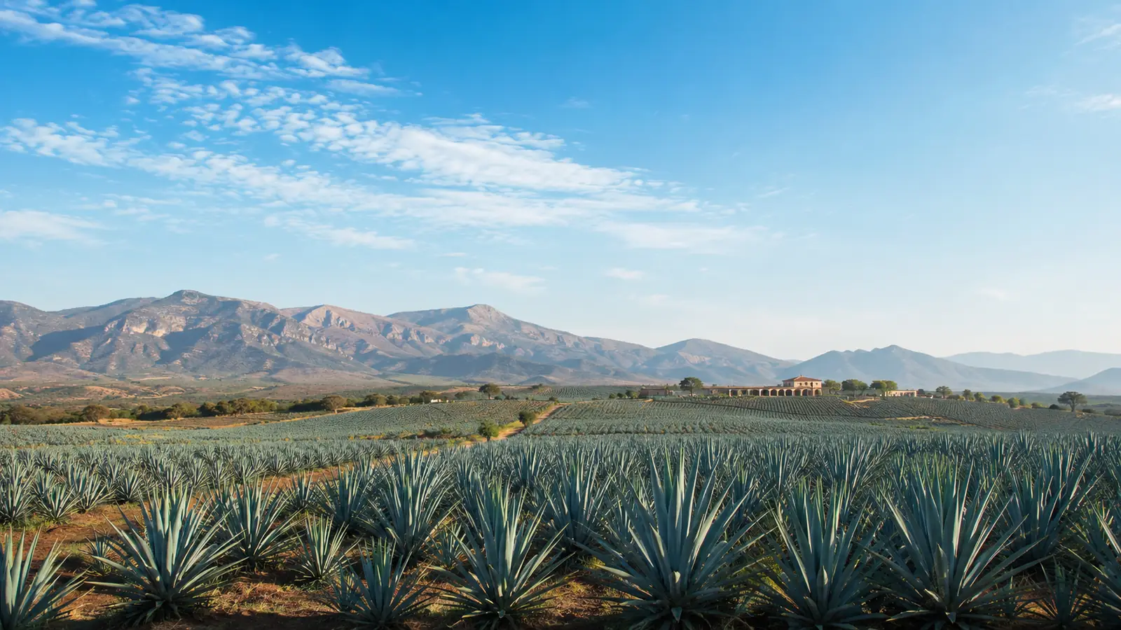 Wide view of blue agave field with Jalisco mountains